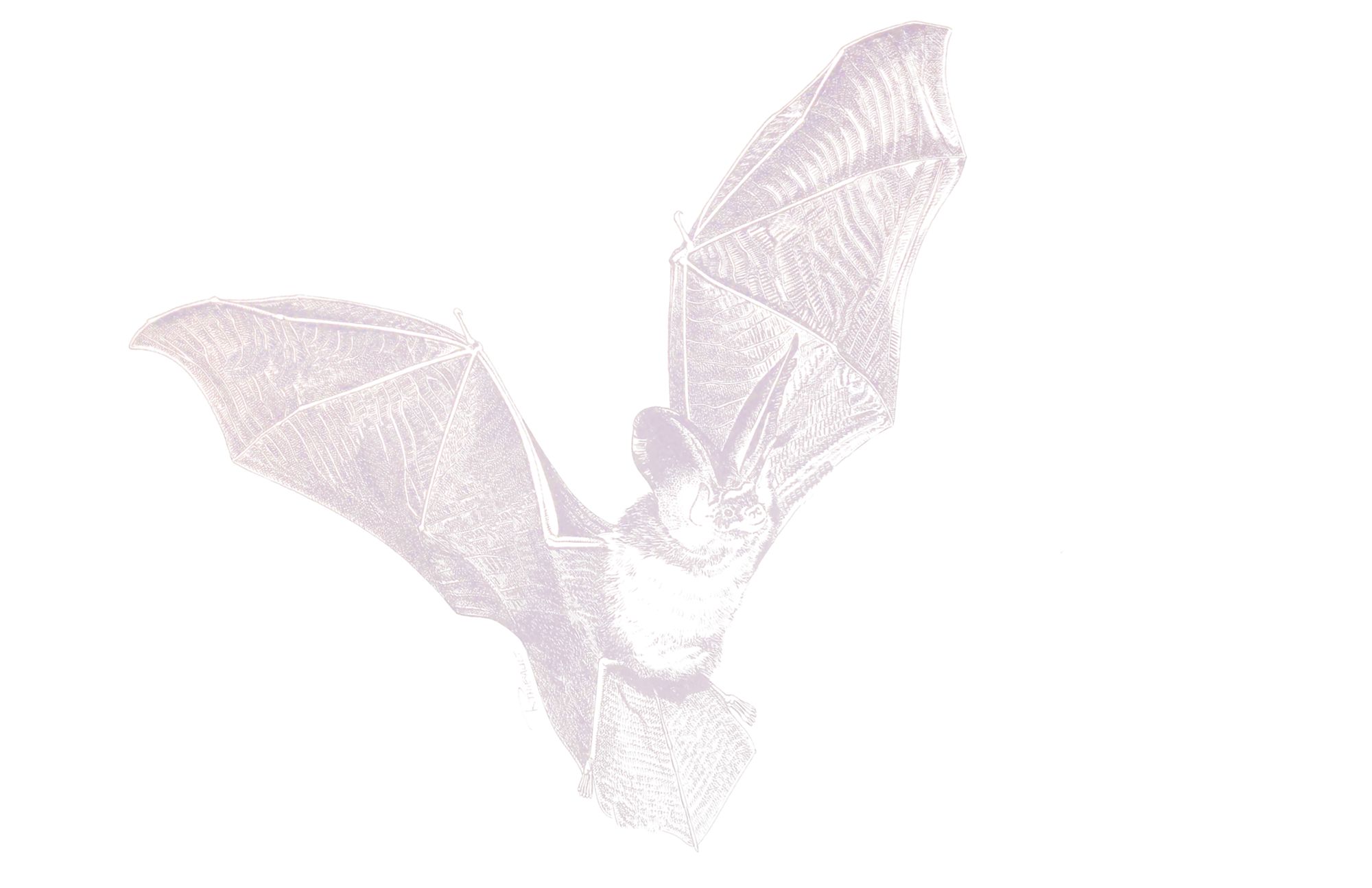 Atelier : fabrication de gîtes à chauves-souris 