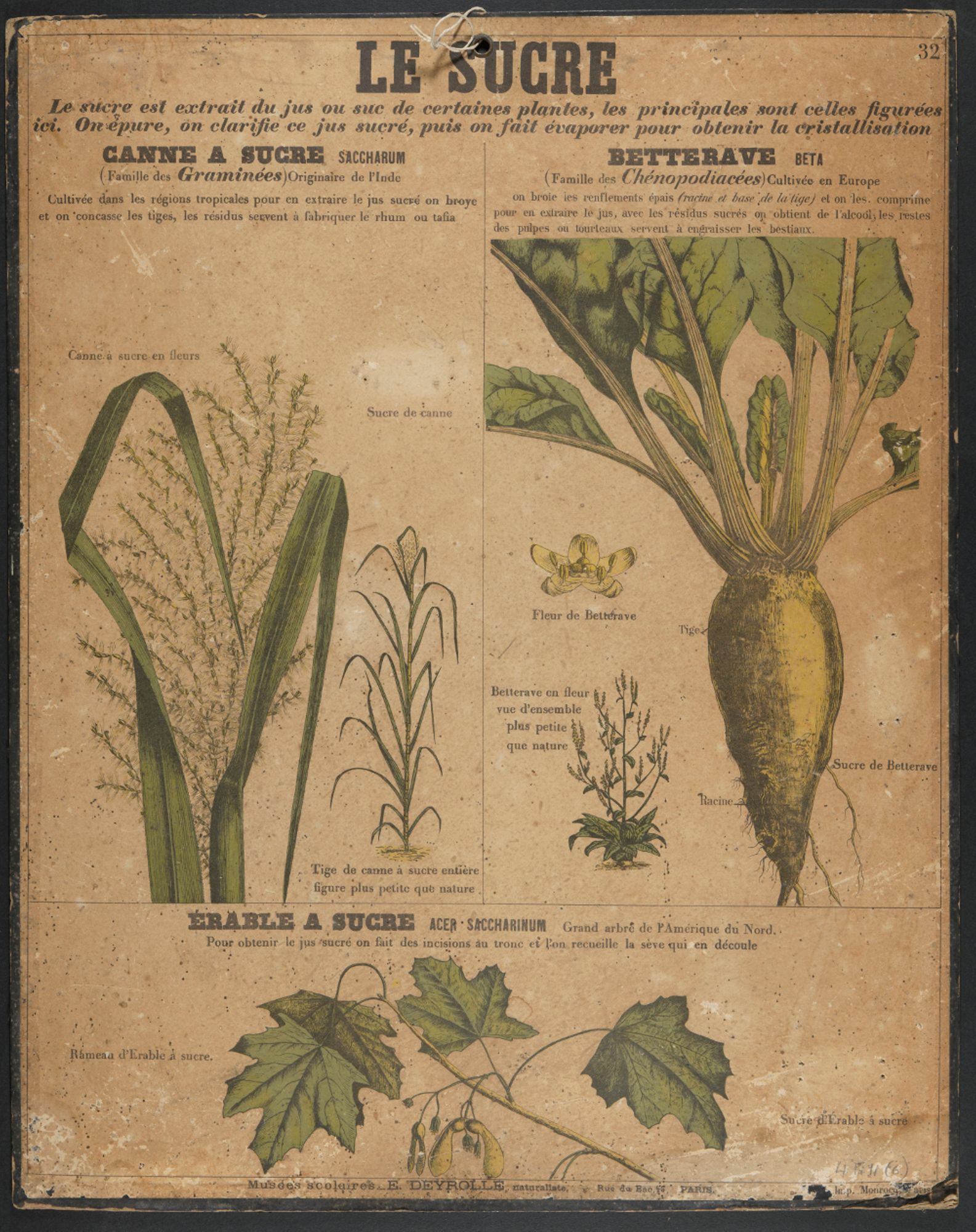 Planche pédagogique Deyrolle sur les plantes sucrières [années 1870]