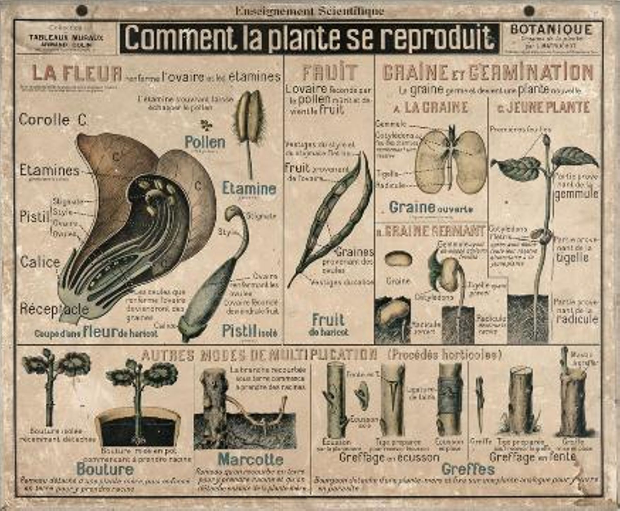 Panneau scolaire "Comment la plante se reproduit" (XXe siècle)